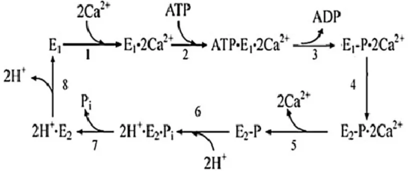 Figura  3.5  -  Mecanismo  de  transporte  de  cálcio  associado  à  hidrólise  de  ATP  pela  Ca 2+ -ATPase  do  retículo sarcoplasmático (Inesi, 2011)