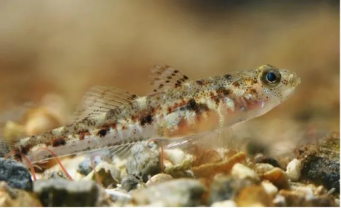 Figura 1.3 Painted Goby Pomatoschistus pictus. Retrieved from  http://www.jonolavsakvarium.com/blog/200708/sand_goby.jpg 