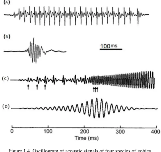 Figure 1.4. Oscillogram of acoustic signals of four species of gobies. 