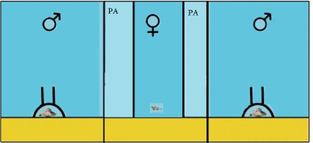 Figure 2.5 Experimental aquaria set up. Side compartments are occupied by size- size-matched territorial males while the female is in the middle compartment