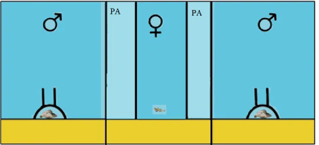 Figure 2.5 Experimental aquaria set up. Side compartments are occupied by size- size-matched territorial males while the female is in the middle compartment