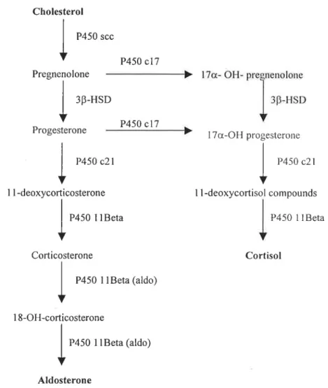 Figure 3- Schematic representation of the main pathways for corticosteroid biosynthesis (adapted from ldler, 1972).