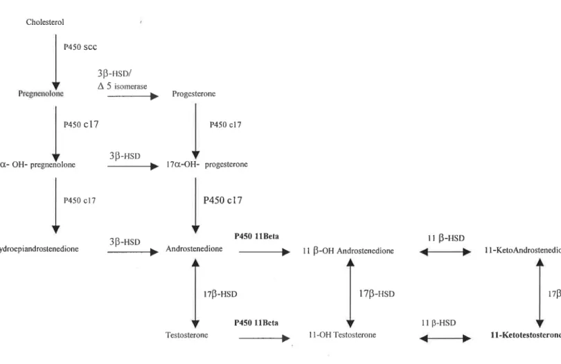 Figure 4- Schematic representation of the main pathways for androgens biosynthesis (adapted from Nagahama, 1999).