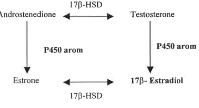 Figure 5- Schematic representation of 1713- Estradiol biosynthesis, the major estrogen in fish.