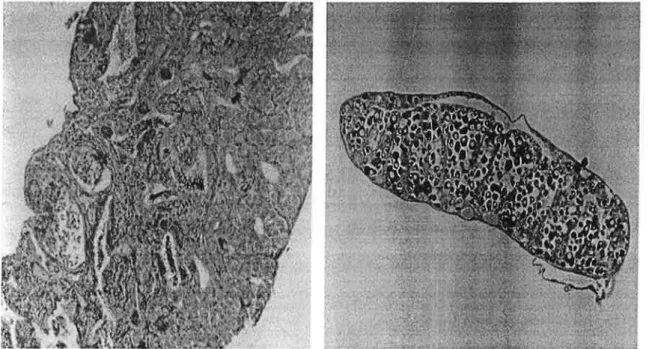 Figure 8- Histological cross sections (8 um) of gonads from experiment II at 10 months of age