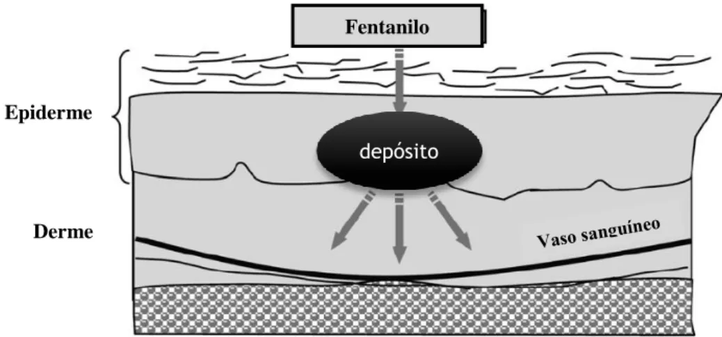 Figura 4.3- Representação esquemática de um corte histológico da pele, ilustrando os processos que  ocorre  desde  a  penetração  do  fármaco  no  estrato  córneo  até  à  sua  chegada  à  corrente  sanguínea