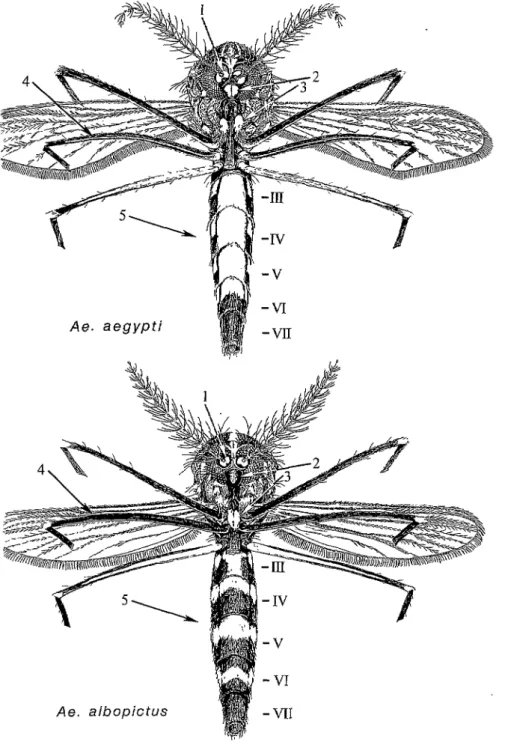 FIGURA 1. Vista anteroventral de Aedes aegypti(arriba) yAe. alliopcfus (abajo) que muestra los caracteres  para su identificación