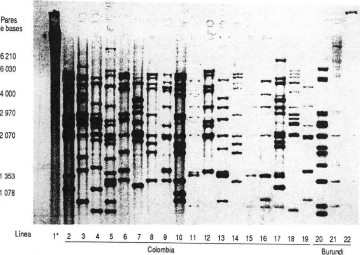 FIGURA  2.  Autorradiografla de los polimorfismos del tamano (en pares de bases) del segmento de insercibn  6110 en cepas de Mycobacterium tuberculosis procedentes de Colombia y Burundi 