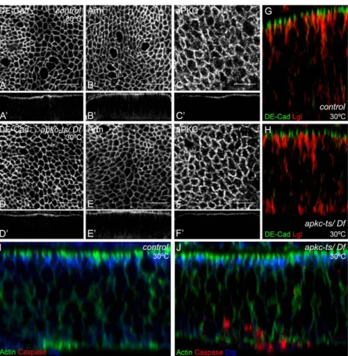 Fig. 3. Wing discs mutant for  apkc ts exhibit normal epithelial architecture.