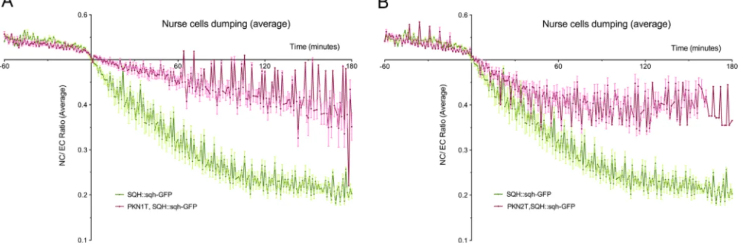 Fig. 8. Pkn is required for an efﬁcient cytoplasm transfer rate during nurse cell dumping