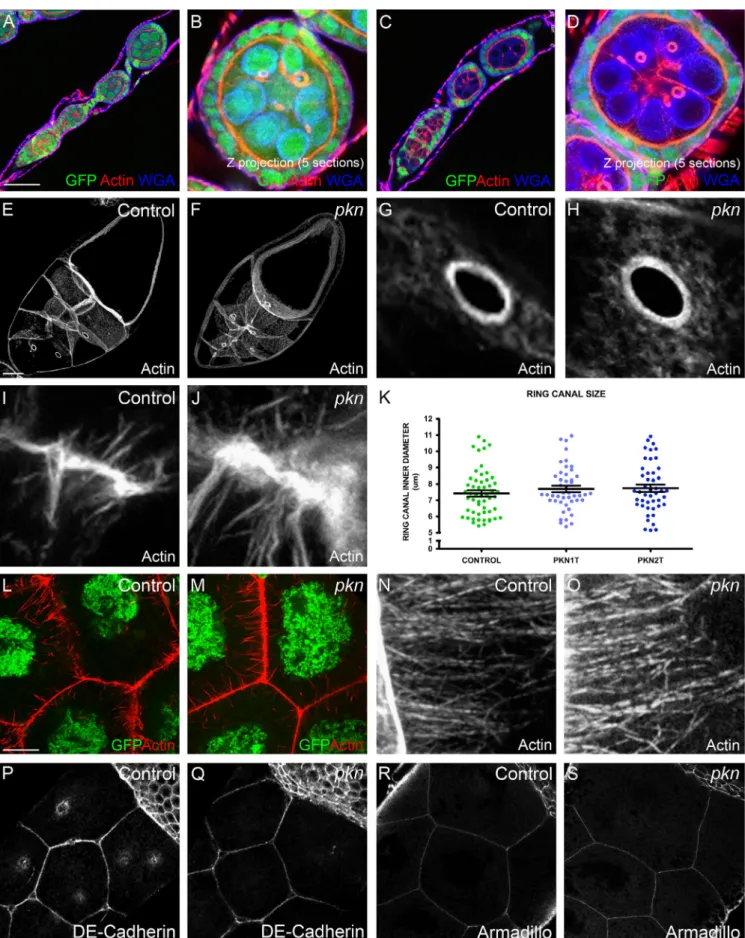 Fig. 2. Early and mid-oogenesis are essentially normal in pkn mutant egg chambers. (A–D) Early oogenesis in control (positive for nlsGFP) and pkn mutant germ line clones (negatively marked for nlsGFP) was normal, without detectable division defects of the 