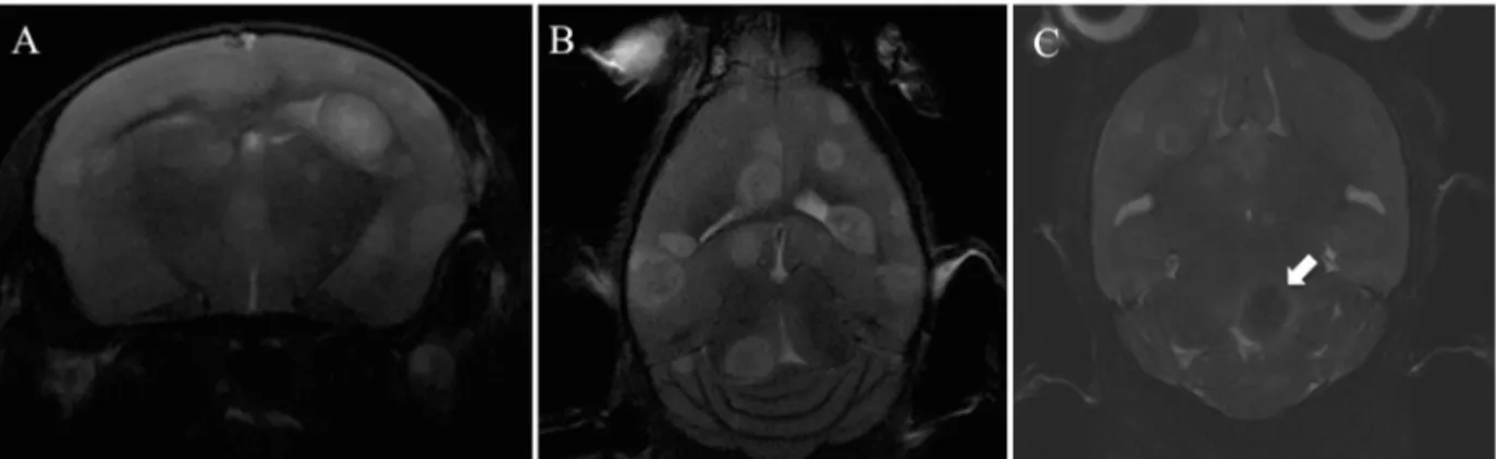 Figure  3.20  –  Representative  MRI  Scans  showing  progress  of  MRI  protocol  optimization