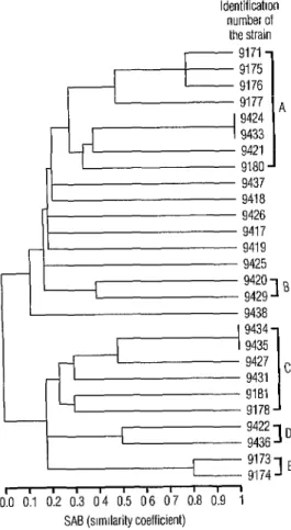 Figure  4.  Dendrogram  of  the  27  M. 