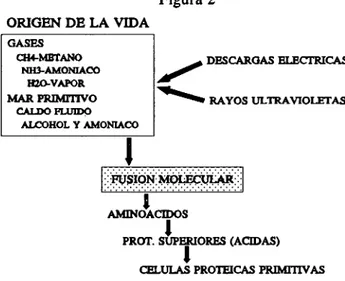 Figura 2  ORIGEN DE LA VIDA  GASES  CH4-MBTANO  NH3-AMONIACO  H20-VAPOR  MAR PRIMITIVO  CALDO FLUIDO  ALCOHOL Y AMONIACO  X W S Í Q H M P L E E Í J L A R : : : I  