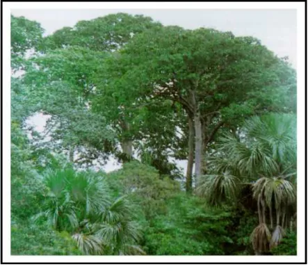 FIGURA 4- Árvore de castanha-do-Brasil, Betolletia excelsa, (Foto: ROCHA-NETO, 1999).