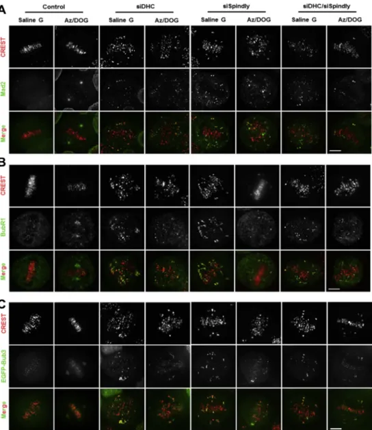 Fig. 3. Poleward transport of SAC proteins is suppressed upon dynein depletion. Cells were depleted of dynein (siDHC), spindly (siSpindly), or both (siDHC/siSpindly), subjected to ATP reduction assay, and stained for (A) Mad2, (B) BubR1 and (C) Bub3 (analy