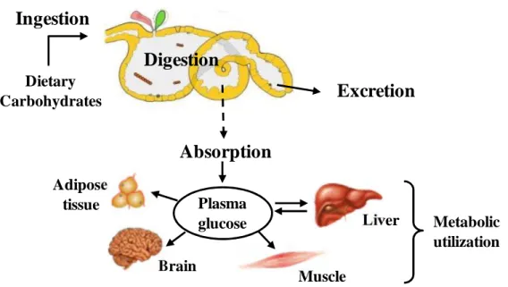 Figure 1.1 ‒ Digestive  processes  during  dietary  carbohydrate  flux,  from  the  intake  to metabolic utilization