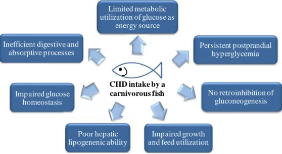 Figure  1.2 ‒ Relevant  negative  effects  related  to  dietary  carbohydrate  (CHD)  intake  and glucose metabolism by a carnivorous fish species.