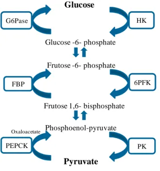 Figure  1.4 – Enzyme / Substrate  cycles  in  the glycolytic  and  gluconeogenic  pathways.