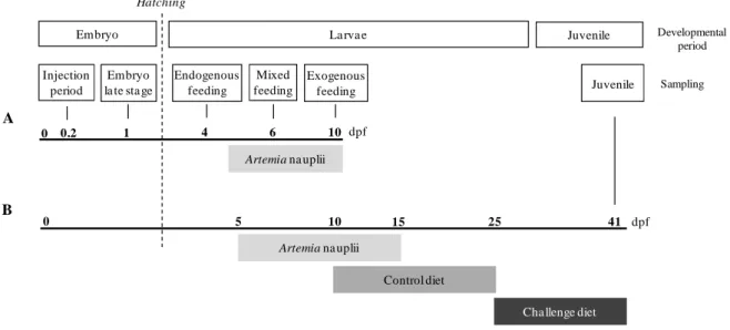 Figure 2.1- Feeding plan and samplings regimes during the various experimental trials: (A) Gene  expression  profile  and  short-term  trial;  (B)  long-term  trial