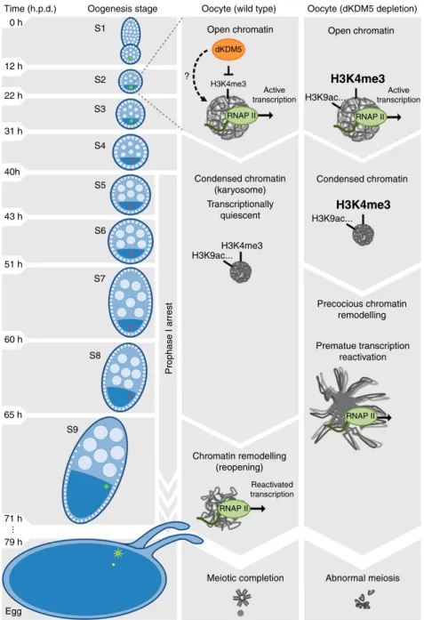 Figure 8 | Proposed model for the epigenetic regulation of prophase I chromosome activity