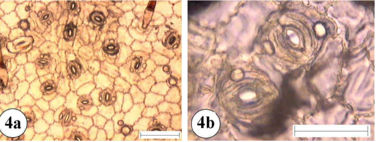 Figura 4:Epiderme foliar de Annona coriacea. 4a e 4b superfície abaxial  com aumento de 10 e 40 vezes respectivamente