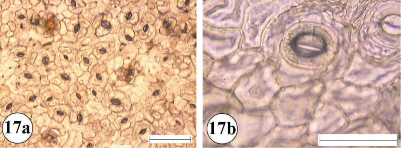 Figura 17:Epiderme foliar de Rapanea lancifolia 17a e 17b superfície  abaxial com aumento de 10 e 40 vezes respectivamente