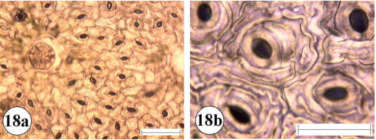 Figura 18:Epiderme foliar de Rapanea umbellata 18a e 18b superfície  abaxial com aumento de 10 e 40 vezes respectivamente