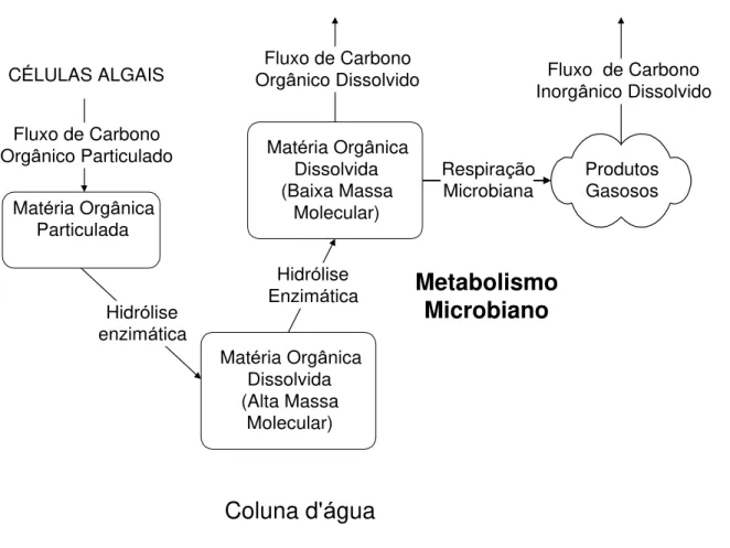 FIGURA  2 Á  Modelo  de  compartimentos  da  transformacao  da  mat“ria  orgénica  algal na coluna düâgua (modificado de ARNOSTI et al.,1994).