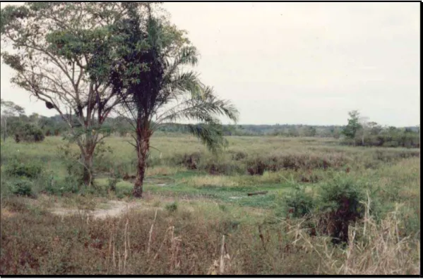 Figura 1 – Marimbús - área periodicamente inundada coberta por vegetação hidrófila (Cyperaceae, Poaceae e Araceae)