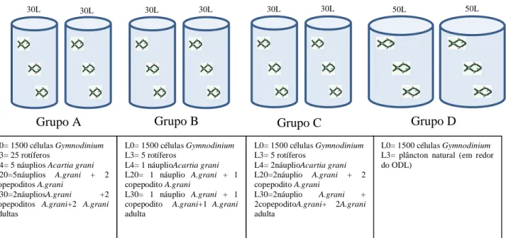 Figura 2. Esquema das amostragens realizadas às larvas dos grupos A,  B e C. L0,  L3… refere-se à idade das larvas em dias pós-eclosão