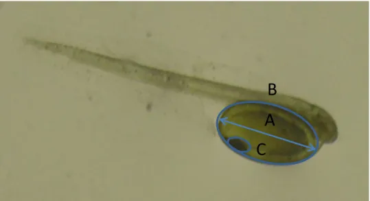 Figura 4. Larva de sardinha recém-eclodida. A- Comprimento do saco vitelino, B-  Área do saco vitelino, C- Área da gota lipidica 