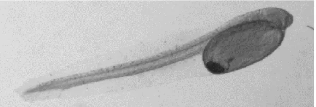 Figura 7 - Larva no dia da eclosão, não pigmentada, com saco vitelino e gota  lipídica bem visiveis