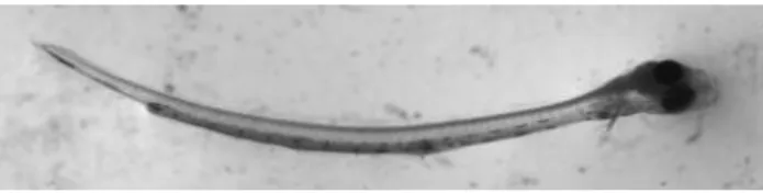 Figura 9 - Larva com 10 dpe: com barbatanas peitorais e início da formação da  barbatana caudal