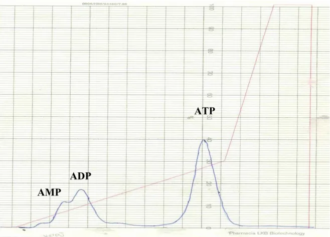 Figura 4.3 Perfil cromatográfico de fosfatos de skuas coletadas no verão.  