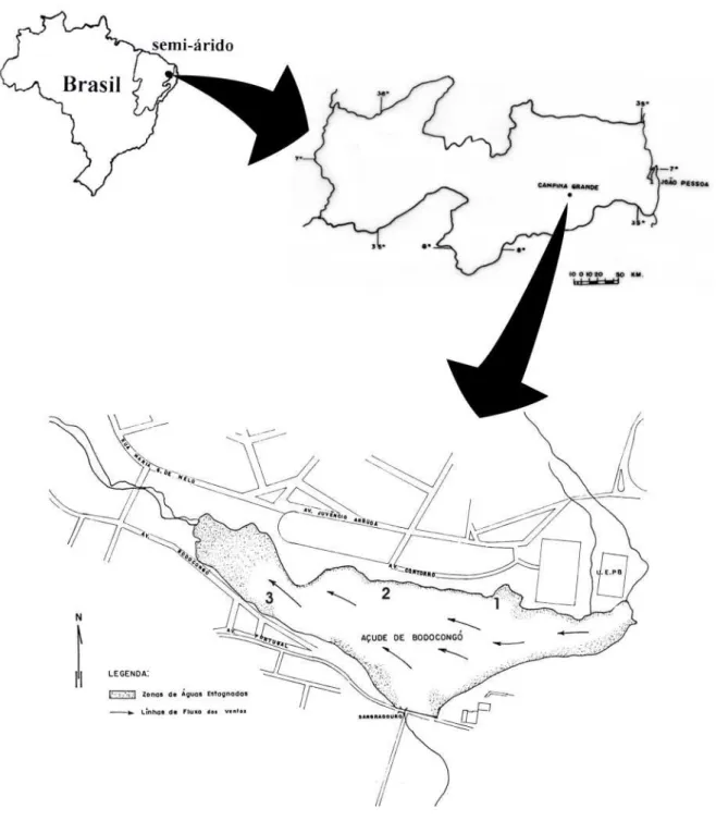 Figura 1 - A região semi-árida brasileira, localização do município de Campina  Grande (PB) e esquema do açude Bodocongó, com os respectivos pontos  de coleta (1, 2 e 3) e em pontilhado a área de distribuição de Eichhornia  crassipes nas zonas de águas est