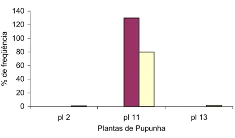 GRÁFICO 05. Phomopsis sp. isolado como endofítico do fruto de pupunheira (Bactris  gasipaes)