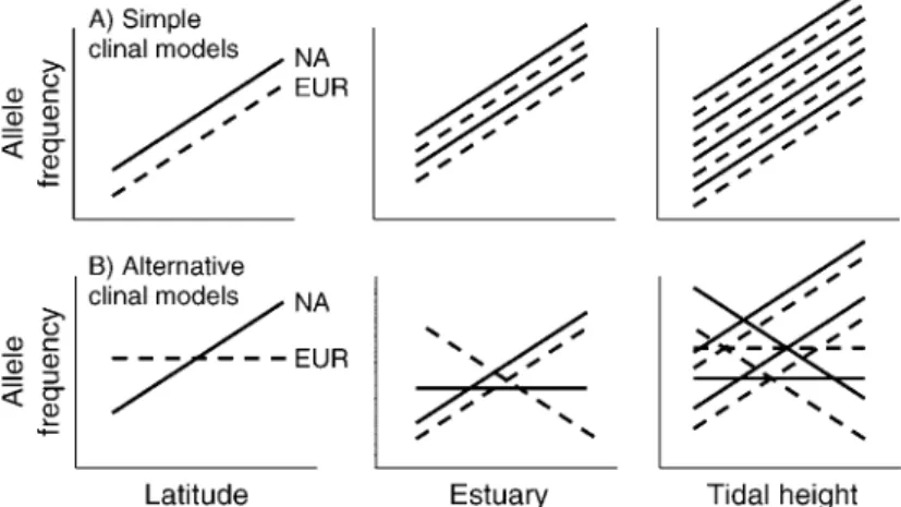 Fig. 2A shows the simple expectation that alleles under selection should behave the same on both sides of theFIG