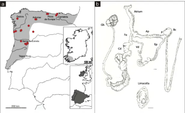 Figure  1.4.  Geomalacus  maculosus  (a)  nnown  distribution  in  the  Iberian  Peninsula  and Ireland, inferred from Platts &amp; Speight (1988) and Castillejo, (1998)