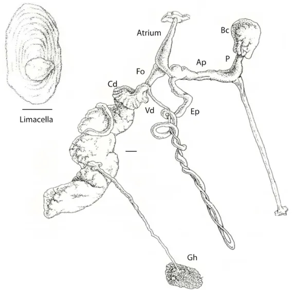 Figure  1.5.  Geomalacus  anguiformis  reproductive  system:  Ep  –  epiphallus;  Bc  –  bursa copulatrix; P – pedunculus of the bursa copulatrix; Vd – vas deferens; Fo – free  oviduct; Cd – Common duct; Gh – glandula hermaphrodita; Ap – atriopenis