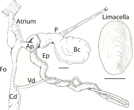 Figure  1.7.  Geomalacus  oliveirae  reproductive  system:  Ep  –  epiphallus;  Bc  –  bursa  copulatrix;  P  –  pedunculus  of  the  bursa  copulatrix;  Vd  –  vas  deferens;  Fo  –  free  oviduct; Cd – Common duct; Gh – glandula hermaphrodita; Ap – atrio