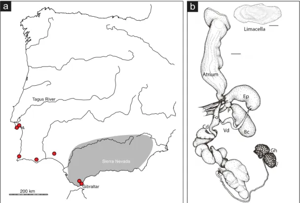 Figure  1.9.  Geomalacus  malagensis.  a)  known  distribution  of  G.  malagensis  in  the  Iberian Peninsula, inferred from Castillejo (1998)