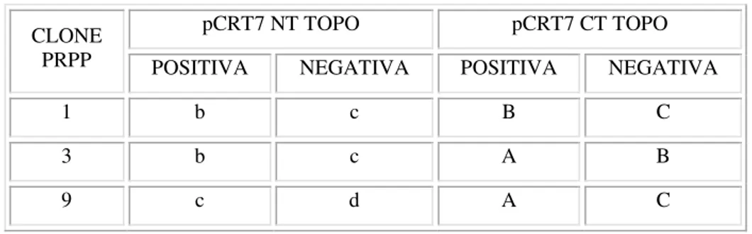 TABELA 18: Seleção das colônias resultantes da ligação do inserto ao vetor,  verificadas por PCR de amplificação