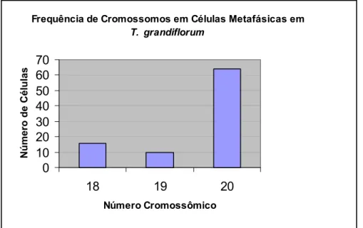 Figura 01. Freqüência  de  cromossomos  em  células metafásicas  de   T. grandiflorum