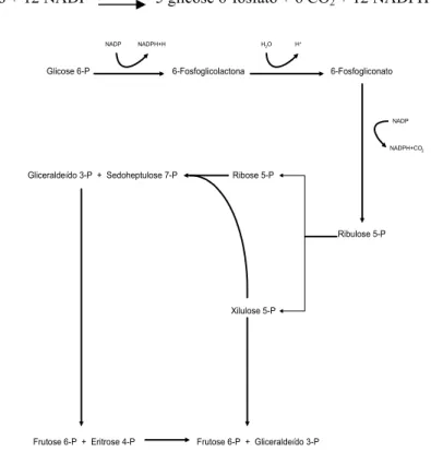 Figura 2 - Representação esquemática da via Pentose-Fosfato (CONN &amp; STUMPF,  1975)