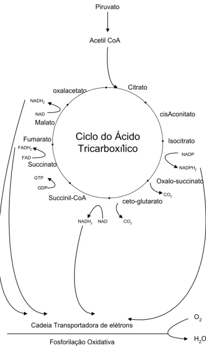 Figura 5 - Representação esquemática da respiração aeróbia, ciclo do Ácido  tricarboxílico (LEHNINGER, 1977)