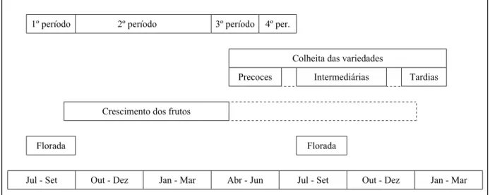 FIGURA 3.2 - Ciclo fenológico típico da citricultura no Planalto Paulista