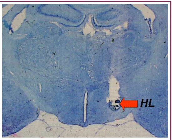 Figura 3.  Fotomicrografia de um corte histológico do cérebro de um animal,  indicando (seta) o local de injeção no hipotálamo lateral (HL)