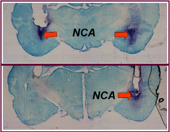 Figura 4.  Fotomicrografias de cortes histológicos do cérebro de um animal,  indicando (setas) os locais de injeções bilaterais no núcleo central da amígdala  (NCA)