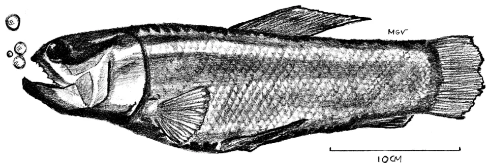 Figura 1- Hoplerythrinus unitaeniatus (Spix 1829)